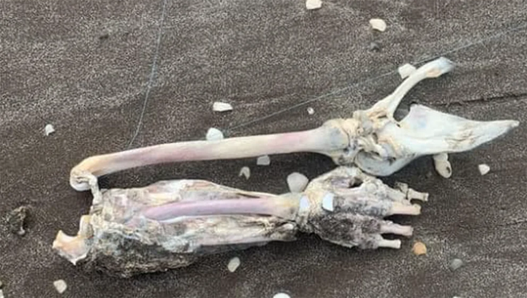 Tarde de terror: turistas pescaron restos humanos en Mar de Ajó