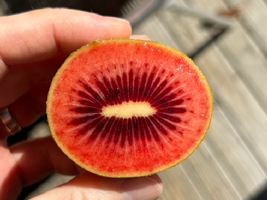 Con ventas que se duplicaron este año, Zespri apuesta por la variedad Red80 para ampliar la temporada del kiwi RubyRed y reforzar su posicionamiento global.