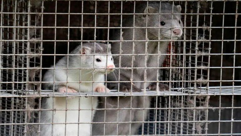 Dinamarca sacrificará a 17 millones de visones por una mutación del coronavirus