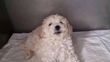 perro (1).jpg