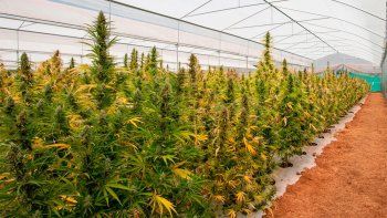 Cannabis.jpg