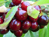 Exportaciones de cerezas registran una fuerte caída