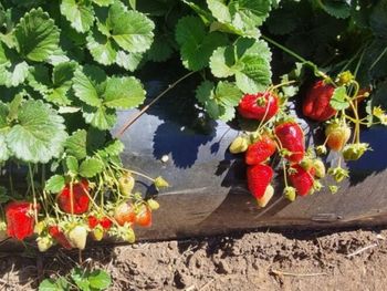 Alpina 10 irrumpe en el mercado chileno con cifras récord de producción y despierta el interés de productores que buscan mayor rentabilidad. Alpina 10 irrumpe en el mercado chileno con cifras récord de producción y despierta el interés de productores que buscan mayor rentabilidad.