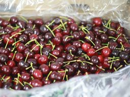 La oferta récord de fruta chilena en noviembre genera preocupación entre productores locales por la pérdida de competitividad. La oferta récord de fruta chilena en noviembre genera preocupación entre productores locales por la pérdida de competitividad.