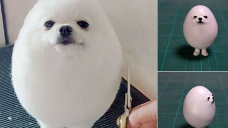 El perro que la rompe en las redes sociales porque parece un huevo