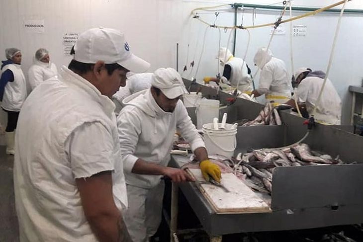 Mano de obra: Las 950 toneladas de merluza capturadas en aguas nacionales se procesarán en las plantas rionegrinas. Mano de obra: Las 950 toneladas de merluza capturadas en aguas nacionales se procesarán en las plantas rionegrinas.