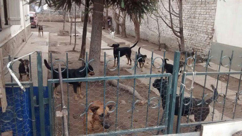 Buscan ayuda para adoptar una jauría de jubilado fallecido