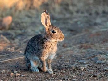 La expansión de los conejos en Neuquén ya genera preocupación en Río Negro. Especialistas advierten sobre el impacto en la ganadería, los bosques y el equilibrio del ecosistema. La expansión de los conejos en Neuquén ya genera preocupación en Río Negro. Especialistas advierten sobre el impacto en la ganadería, los bosques y el equilibrio del ecosistema.