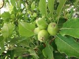 En algunas explotaciones la manzana ya esta tomando forma.