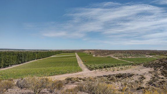 Cuáles son los 10 mejores malbec de la Patagonia