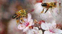 Las abejas son imprescindibles para lograr una adecuada productividad en los montes frutales. Las abejas son imprescindibles para lograr una adecuada productividad en los montes frutales.