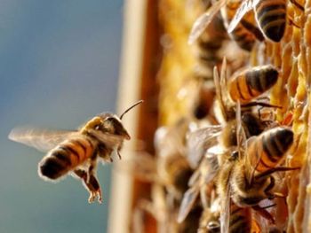 Las abejas reinas, un incipiente nicho de exportación.