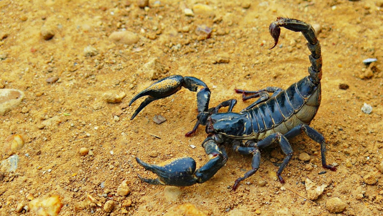 Una tormenta de escorpiones provocó muertes y heridos en Egipto