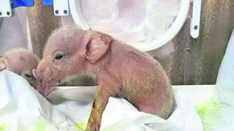 Científicos chinos crearon un híbrido de mono y cerdo