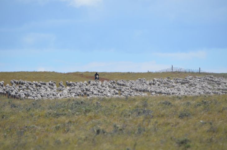  Esos créditos se obtienen a partir de la captura de dióxido de carbono en el suelo a través del manejo. Foto: prensa Ovis 21 Esos créditos se obtienen a partir de la captura de dióxido de carbono en el suelo a través del manejo. Foto: prensa Ovis 21