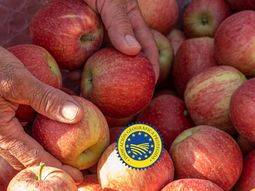 espana: precio de la manzana en alza, terminada la cosecha de gala