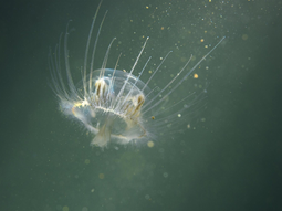 La medusa asiática fue detectada en tres lagos del Parque Nacional Nahuel Huapi desde 2023. La medusa asiática fue detectada en tres lagos del Parque Nacional Nahuel Huapi desde 2023.