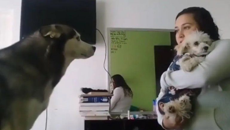 El tierno momento en que un perro le pide perdón a otro por portarse mal