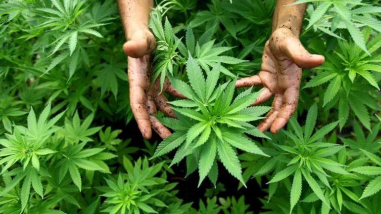 Los cannabicultores del Alto Valle consideran que la ley está bien pero que se queda corta.