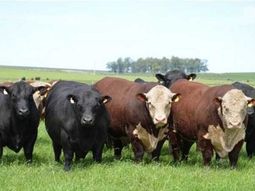 ganaderia: se recupera el mercado de reproductores ganaderia: se recupera el mercado de reproductores