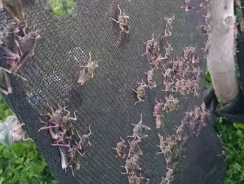 tucura sapo: ¿como evitar una nueva plaga millonaria? tucura sapo: ¿como evitar una nueva plaga millonaria?