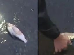 El hallazgo de un pez en la zona de Palermo le dio color a la preocupante situación que se vive por las inundaciones. El hallazgo de un pez en la zona de Palermo le dio color a la preocupante situación que se vive por las inundaciones.