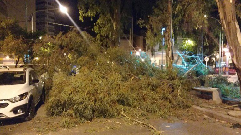 El viento derribó un viejo árbol en pleno centro