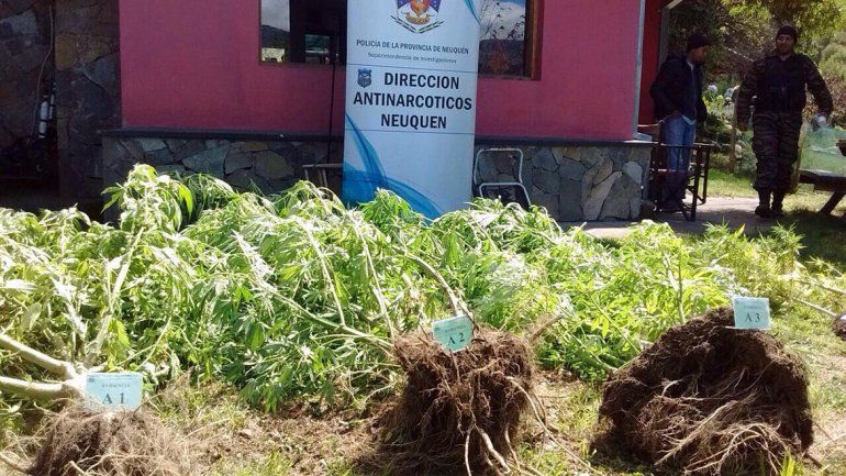 Buscaban electrodomésticos  y encontraron marihuana