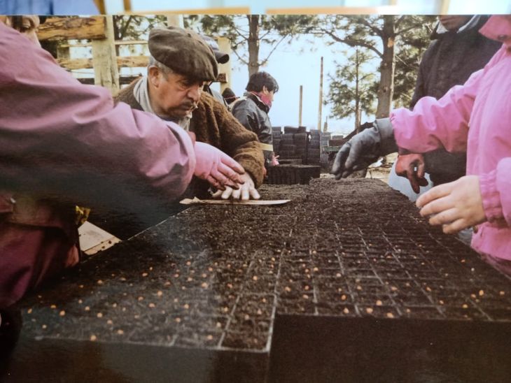 La primera plantación en la zona realizada por Corfone utilizaron 381.475 pinos. Foto: gentileza La primera plantación en la zona realizada por Corfone utilizaron 381.475 pinos. Foto: gentileza