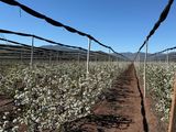 Ovalle espera duplicar su producción de cerezas y abrirse paso en China en octubre