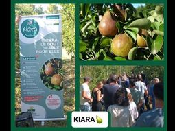 Esta nueva variedad fue presentada formalmente para ser colocada en el mercado en las próximas temporadas. Esta nueva variedad fue presentada formalmente para ser colocada en el mercado en las próximas temporadas.