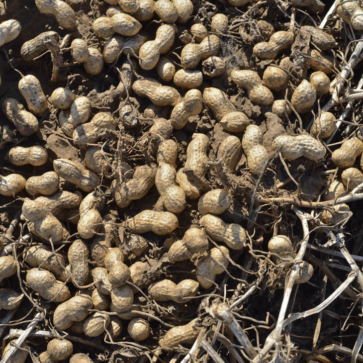 1978 - 1982: El turno del maní. En 1979 AGD inauguró una planta de selección de maní para confitería en General Deheza. En 1982 AGD compró la tercera planta de extracción por solvente, ampliando así el parque productivo de la planta de General Deheza. Foto: AGD 1978 - 1982: El turno del maní. En 1979 AGD inauguró una planta de selección de maní para confitería en General Deheza. En 1982 AGD compró la tercera planta de extracción por solvente, ampliando así el parque productivo de la planta de General Deheza. Foto: AGD