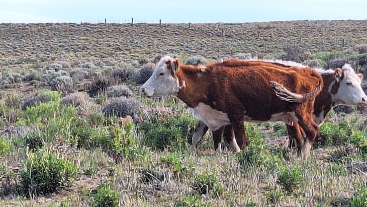 $315 millones en ANR: la mayor ayuda directa a productores neuquinos en emergencia por sequía. $315 millones en ANR: la mayor ayuda directa a productores neuquinos en emergencia por sequía.