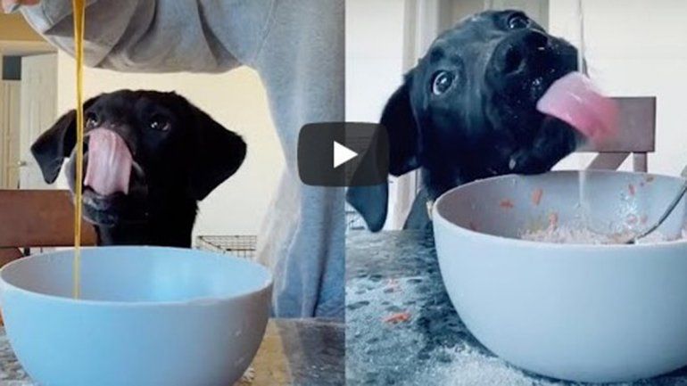 Este perro no deja de sumar reproducciones en YouTube