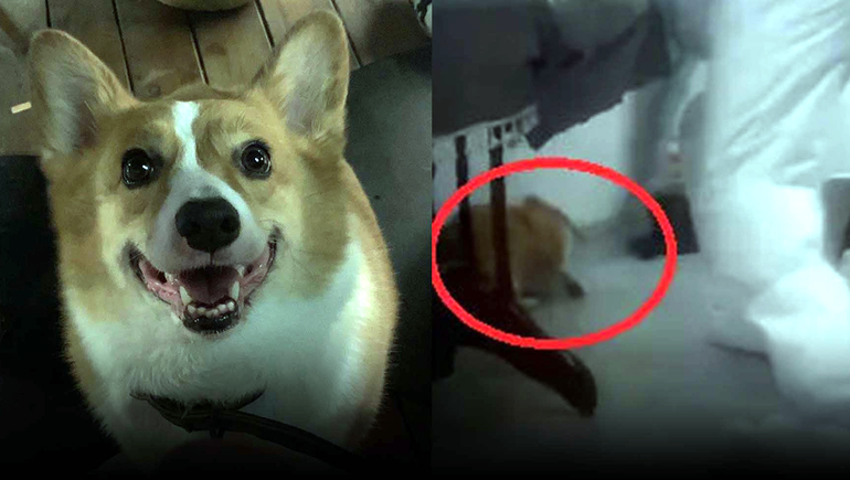 Brigada antipandemia mató a palazos al perro de una mujer aislada