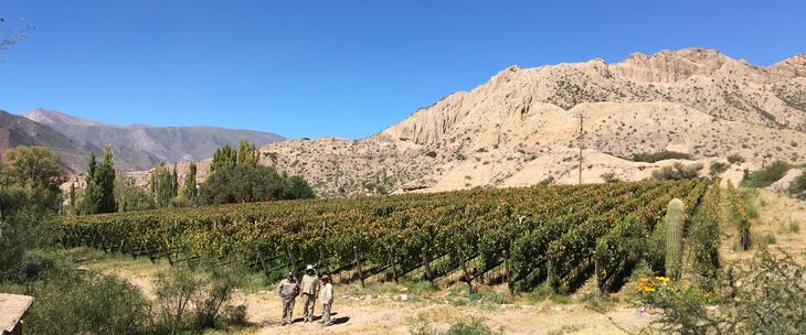  Humahuaca, un lugar especial para la producción de vinos. Humahuaca, un lugar especial para la producción de vinos.