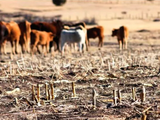 Los campos de Río Negro fue una de las provincias que sufrió con dureza la sequía.