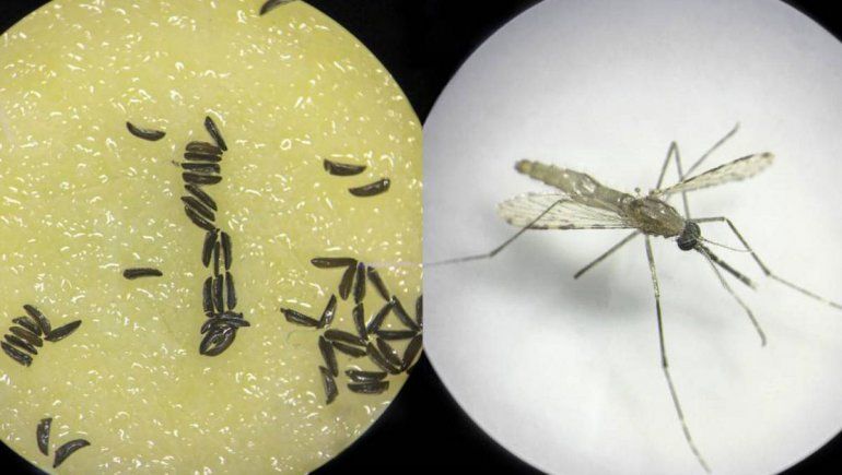 Dengue: crean un mosquito inmune que no pasa la enfermedad