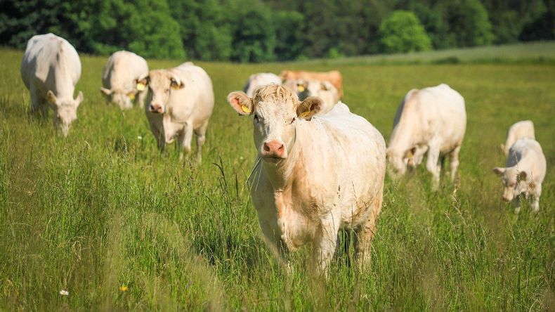 La mayor parte de la carne vacuna importada llega de las tierras del Brasil.