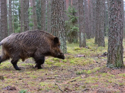 El caso podría sentar un precedente clave para proteger a los agricultores frente al impacto de la fauna silvestre en el medio rural. El caso podría sentar un precedente clave para proteger a los agricultores frente al impacto de la fauna silvestre en el medio rural.