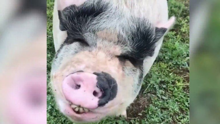 Viral: cerdito conmueve en las redes por actuar como un perro.