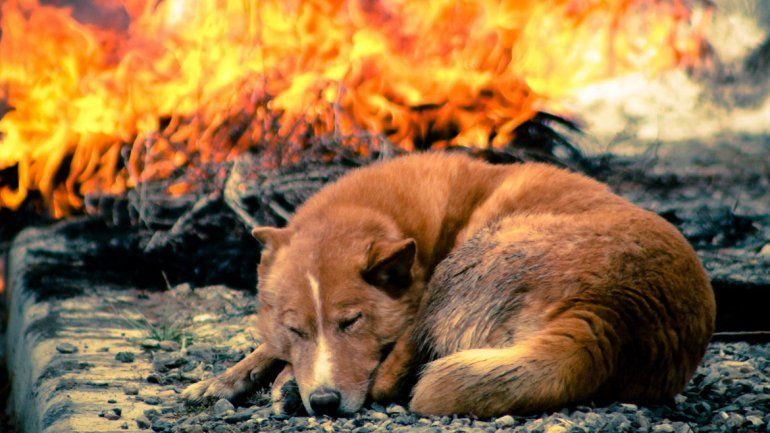 Conocé la historia de El Perro de Zapala, la mascota que fue adoptada por toda la ciudad