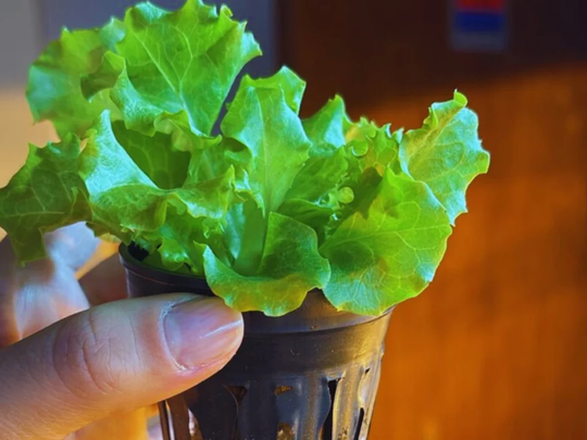 Aplicación móvil monitorea variables: temperatura y sensores aseguran cosechas consistentes en entornos urbanos. Foto: INTA