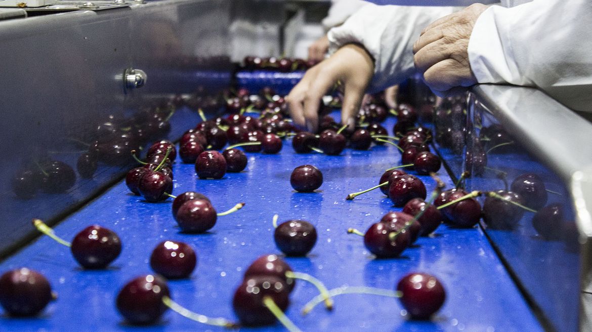 La cereza de Sudáfrica crece en silencio y prepara su salto internacional | LM Neuquen La cereza de Sudáfrica crece en silencio y prepara su salto internacional