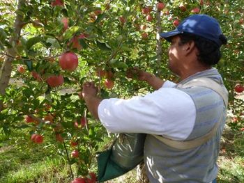 Heladas tardías, granizo y añerismo provocaron una de las campañas de manzana más bajas de los últimos años en Río Negro y Neuquén.