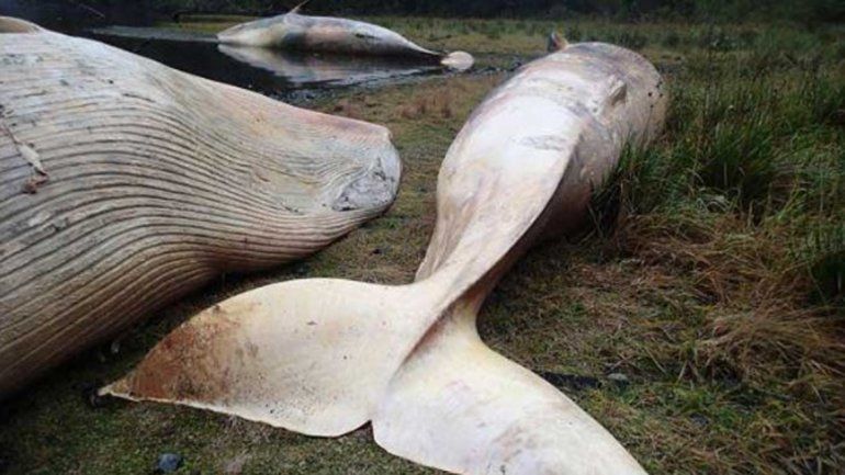 Investigan la muerte de más de 300 ballenas en el sur de Chile