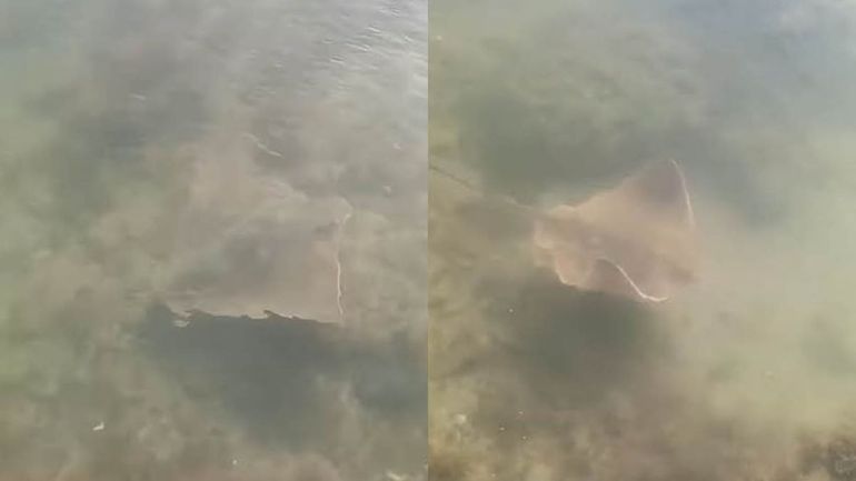 Los visitantes nadaron durante horas por el estanque marino. Fue un espectáculo para quienes disfrutaban de la playa.&nbsp;