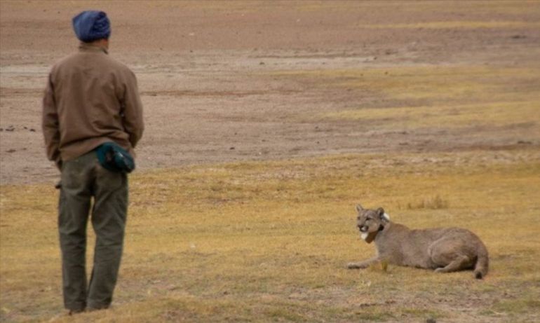 En los parques nacionales Patagonia y Monte León, en Santa Cruz, marcan a pumas jóvenes para monitorear sus desplazamientos. En los parques nacionales Patagonia y Monte León, en Santa Cruz, marcan a pumas jóvenes para monitorear sus desplazamientos. 