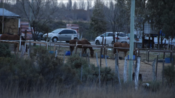 Los dos caballos de la Policía Montada de Chubut escaparon por una falla en el sistema de cierre eléctrico de un corral (foto de archivo) Los dos caballos de la Policía Montada de Chubut escaparon por una falla en el sistema de cierre eléctrico de un corral (foto de archivo)