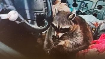 La Policía de Springfield se llevó una gran sorpresa cuando encontró a un mapache con una pipa de metanfetamina en la boca.